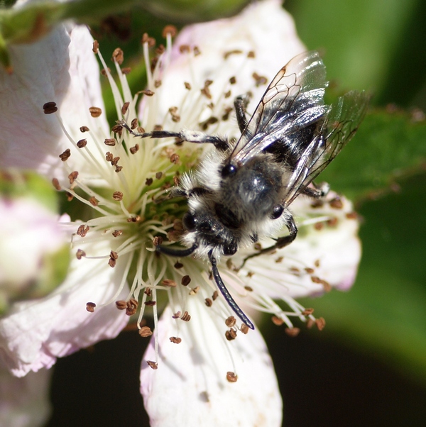 Melecta sp.